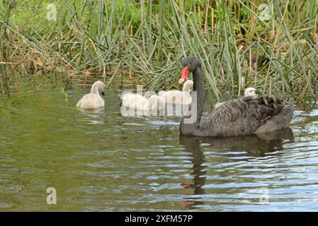 Schwarzer Schwan (Cygnus atratus), Erwachsener schwimmt mit Zygneten, Victoria, Australien Stockfoto