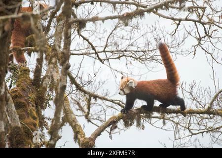 Roter Panda (Ailurus fulgens), der entlang eines Baumzweigs mit seinem Schwanz für Gleichgewicht läuft, Singalila National Park, Westbengalen, Indien. Stockfoto