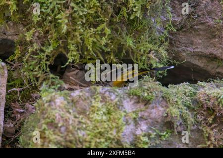 Grauschwanz (Motacilla cinerea) sitzt im Nest, Bayern, Deutschland. April Stockfoto