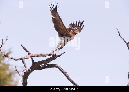 Tawny Eagle (Aquila rapax) startet, Little Kwara, Botswana Juni Stockfoto