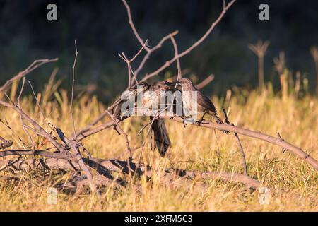 Jacobin Kuckuckuck (Clamator jacobinus), der um Nahrung aus dem mit Pfeil markierten Babbler (Turdoides jardineii) Kwara, Botswana Juni bettelt Stockfoto