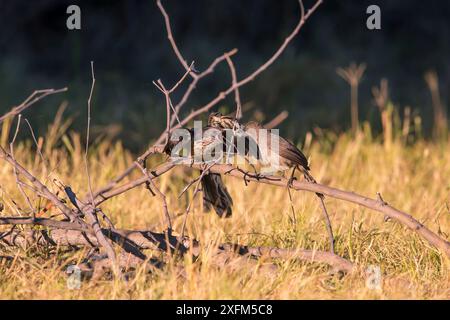 Jacobin Kuckuckuck (Clamator jacobinus), der um Nahrung aus dem mit Pfeil markierten Babbler (Turdoides jardineii) Kwara, Botswana Juni bettelt Stockfoto