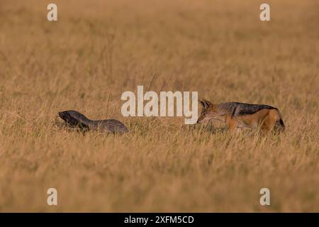 Honigdachs (Mellivora capensis) mit schwarzem Schakal (Canis mesomelis) Little Kwara, Botsuana Juni Stockfoto