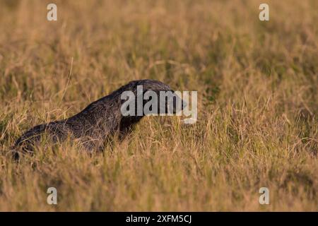 Honigdachs (Mellivora capensis), Little Kwara, Botswana, Juni. Juni Stockfoto