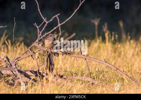 Jacobin Kuckuckuck (Clamator jacobinus), der um Nahrung aus dem mit Pfeil markierten Babbler (Turdoides jardineii) Kwara, Botswana Juni bettelt Stockfoto