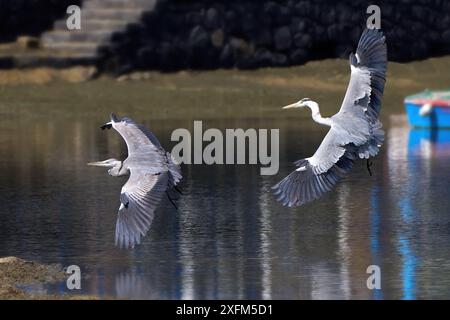 Zwei fliegende Graureiher (Ardea cinerea) bei der Landung in einer ummauerten Lagune bei Ebbe Stockfoto