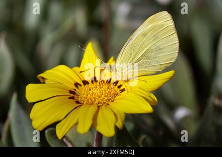 Kleines weiß (Pieris rapae) auf einem gelben Gazania, Schatzblume Stockfoto