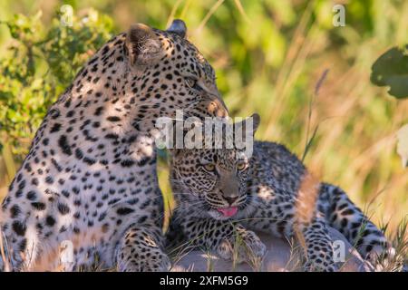 Leopard (Panthera pardus) weibliche Grooming cub Alter 6 Monate Little Kwara, Botswana Juni Stockfoto
