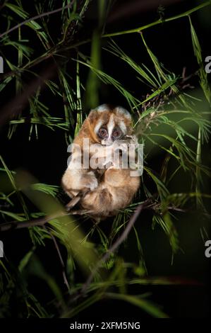 Javan Slow Loris (Nycticebus javanicus), Nahrungssuche in den Baldachin. Cipaganti, Garut, Java, Indonesien. Stockfoto