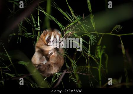 Javan Slow Loris (Nycticebus javanicus), Nahrungssuche in den Baldachin. Cipaganti, Garut, Java, Indonesien. Stockfoto