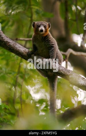 Männliche Mungo-Lemur (Lemur mongoz) auf dem Ast, Ankarafantsika Nature Reserve, Laub-Trockenwald, Western Madasgascar, Dezember. Stockfoto