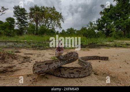 Afrikanische Steinpython (Python sebae) in einer Verteidigungsstellung im Gorongosa-Nationalpark, Mosambik. Stockfoto