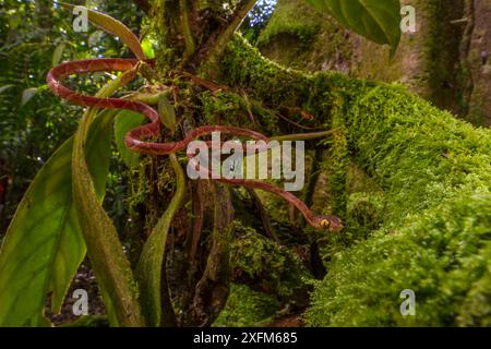 Die stumpfköpfige Baumschlange (Imantodes cenchoa) bewegt sich von Ast zu Ast. Biologische Station La Selva, Costa Rica. Stockfoto