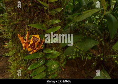 Sanduhrfrosch (Dendropsophus ebraccatus) auf einer biologischen Station La Selva, Costa Rica. Stockfoto