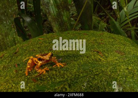 Sanduhrfrosch (Dendropsophus ebraccatus) auf moosbedecktem Blatt in der biologischen Station La Selva, Costa Rica. Stockfoto