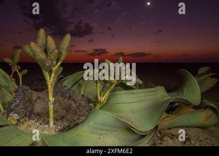 Kegel einer weiblichen Welwitschia-Pflanze (Welwitschia mirabilis) in der Nacht, Swakopmund, Namib-Wüste, Namibia. Sie gehören zu den ältesten Organismen auf dem Planeten: Einige Individuen könnten älter als 2000 Jahre sein. Stockfoto