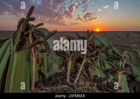 Männliche Kegel der wüstenendemischen Welwitschia-Pflanze (Welwitschia mirabilis) bei Sonnenuntergang bei Swakopmund, Namibia. Sie gehören zu den ältesten Organismen auf dem Planeten: Einige Individuen könnten älter als 2000 Jahre sein. Stockfoto