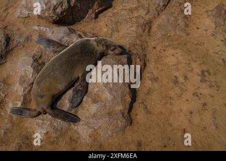 Ein kap-Pelzrobbe (Arctocephalus pusillus) sonnt sich in der Sonne in der Nähe einer großen Robbenkolonie am Cape Cross in Namibia. Die Robben können in großen Gruppen am Ufer schwimmen und sich sonnen. Stockfoto