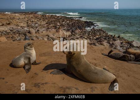 Kappelzrobben (Arctocephalus pusillus) in einer großen Kolonie am Cape Cross, Namibia. Die Robben können in großen Gruppen am Ufer schwimmen und sich sonnen. Juni 2016 Stockfoto