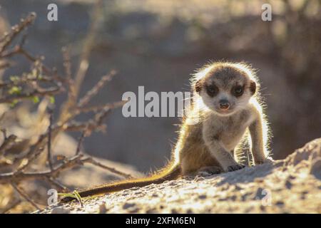 Erdmännchen (Suricata suricatta) bei Sonnenaufgang in der Kalahari-Wüste in Südafrika. Stockfoto