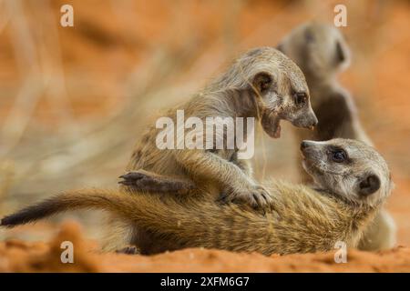 Meerkat zwei (Suricata suricatta) Welpen spielen in der Kalahari Wüste, Südafrika. Abgeschnitten. Stockfoto