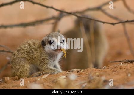 Erdmännchen (Suricata suricatta) kauen an einem kleinen Parabuthus-Skorpion. Erwachsene Erdmännchen bringen jüngeren Erdmännchen bei, wie man einen Skorpion entwaffnet, indem man ihn vor dem Verzehr abbeißt. Kalahari-Wüste, Südafrika. Stockfoto