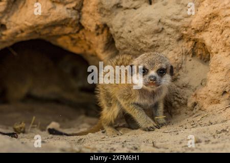 Erdmännchen (Suricata suricatta) am Eingang zu einer Höhle in der Kalahari-Wüste, Südafrika. Stockfoto