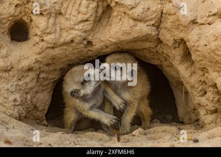 Erdmännchen (Suricata suricatta) Pups am Eingang zu einer Höhle, in der Kalahari Wüste, Südafrika. Stockfoto