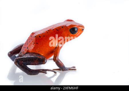 Erdbeer-Poision-Pfeilfrosch (Oophaga pumilio) fotografiert im Studio in der biologischen Station La Selva, Costa Rica. Stockfoto