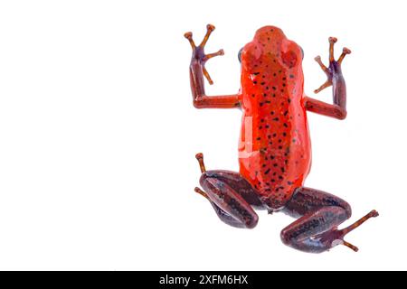 Erdbeer-Poision-Pfeilfrosch (Oophaga pumilio) fotografiert im Studio in der biologischen Station La Selva, Costa Rica. Stockfoto