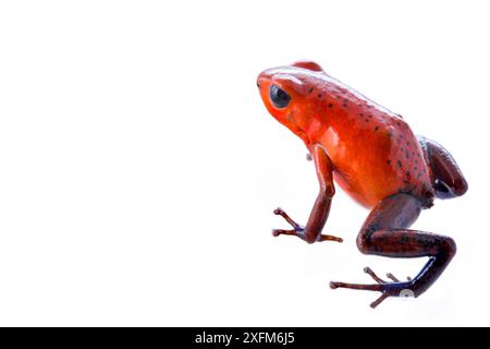 Erdbeer-Poision-Pfeilfrosch (Oophaga pumilio) fotografiert im Studio in der biologischen Station La Selva, Costa Rica. Stockfoto