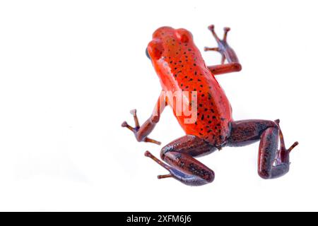 Erdbeer-Poision-Pfeilfrosch (Oophaga pumilio) fotografiert im Studio in der biologischen Station La Selva, Costa Rica. Stockfoto