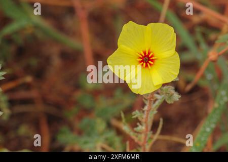 Gelbe Teufelsdornblume (Tribulus zeyheri) in der Kalahari-Wüste, Südafrika Stockfoto