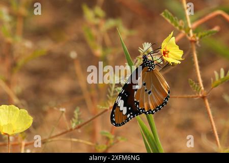 Afrikanischer Monarchschmetterling (Danaus chrysippus) schlürft Nektar von einer Teufelsdornblume (Tribulus zeyheri) in der Kalahari-Wüste, Südafrika. Stockfoto