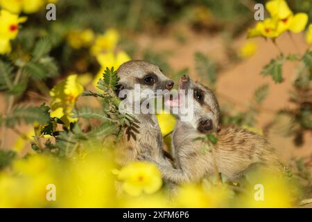 Erdmännchen (Suricata suricatta) zwei Jungtiere spielen zwischen einem Feld mit gelben Teufelsdornblumen (Suricata suricatta) in der Kalahari-Wüste in Südafrika. Stockfoto