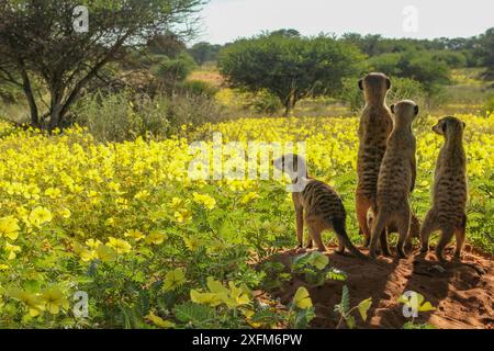 Erdmännchen (Suricata suricatta) vier mit Blick auf ein Feld mit Teufelsdornblumen (Tribulus zeyheri) Kalahari-Wüste, Südafrika. Stockfoto