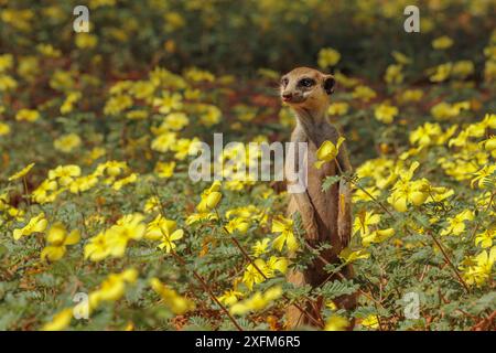 Erdmännchen (Suricata suricatta), die zwischen einem Feld mit Teufelsdornblumen (Tribulus zeyheri) in der Kalahari-Wüste, Südafrika, stehen. Stockfoto