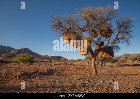 Das Nest geselliger Weber (Philetairus socius) hängt an einem Dornbaum in der Namib-Wüste, Namibia. Februar 2015 Stockfoto