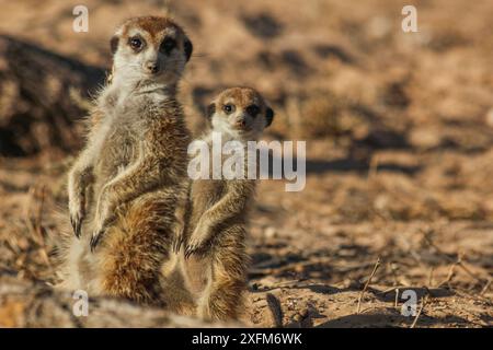 Erdmännchen (Suricata suricatta) stehen hinter seinem erwachsenen Familienmitglied in der Kalahari-Wüste, Südafrika. Stockfoto