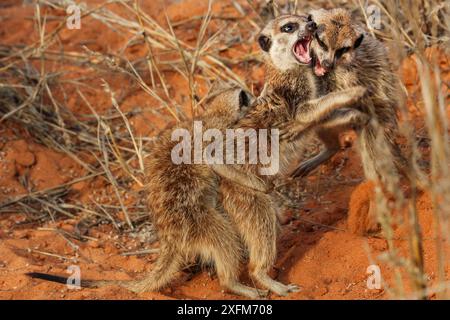 Erdmännchen (Suricata suricatta) drei Welpen spielen im Kampf, Kalahari Wüste, Südafrika. Stockfoto