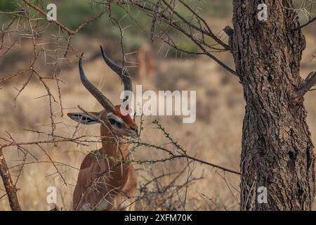 Gerenuk (Litocranius walleri) verlässt das Samburu National Reserve, Kenia Stockfoto