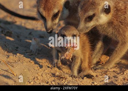 Erdmännchen (Suricata suricatta) essen einen Gecko, während seine erwachsenen Familienmitglieder in der Kalahari-Wüste, Südafrika, beobachten. Nur kleine Repro. Stockfoto