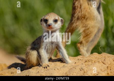 Der Erdmännchen (Suricata suricatta) sitzt in der Nähe seines älteren Familienmitglieds in der Kalahari-Wüste, Südafrika Stockfoto