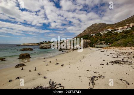 Boulders Beach, Heimat von nur drei bekannten Kolonien afrikanischer Pinguine (Spheniscus demersus), Simon's Town, Südafrika. Stockfoto