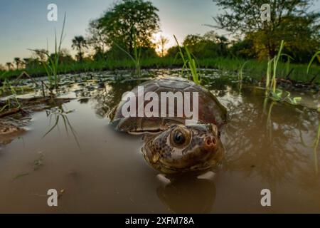 East African Black Mud turtle (Pelusios subniger) in den saisonalen Teich. Gorongosa National Park, Mosambik. Zugeschnittenes Bild Stockfoto