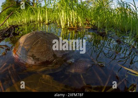 Ostafrikanische Schwarzschlammschildkröte (Pelusios subniger) im saisonalen Teich. Gorongosa Nationalpark, Mosambik. Stockfoto