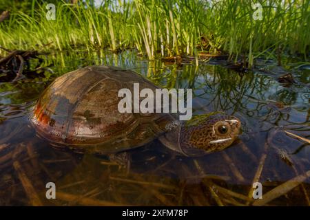 Ostafrikanische Schwarzschlammschildkröte (Pelusios subniger) im saisonalen Teich. Gorongosa Nationalpark, Mosambik. Stockfoto