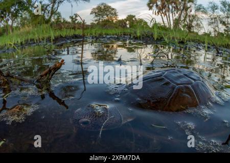 Ostafrikanische Schwarzschlammschildkröte (Pelusios subniger) im saisonalen Teich. Gorongosa Nationalpark, Mosambik. Stockfoto