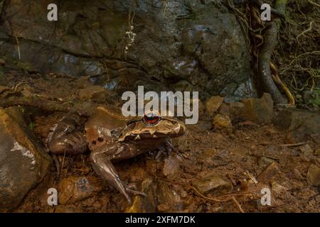 Wilds dünnzeheniger Frosch (Leptodactylus savagei) getarnt, Costa Rica. Stockfoto