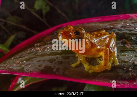 Sanduhrfrosch (Dendropsophus ebraccatus) männlich, der nach Mate ruft, Carara Nationalpark, Costa Rica. Stockfoto